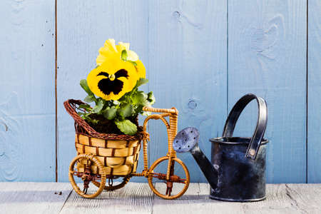 Flowers in pots ready for transplantingの写真素材