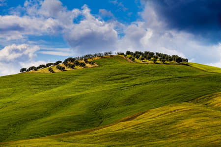 Olive trees on the hill. Tuscany, Italyの写真素材