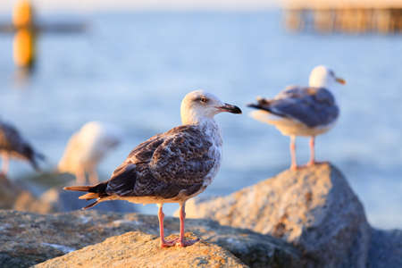 Wild sea birds resting on the rocks in the light of the morning sunの写真素材