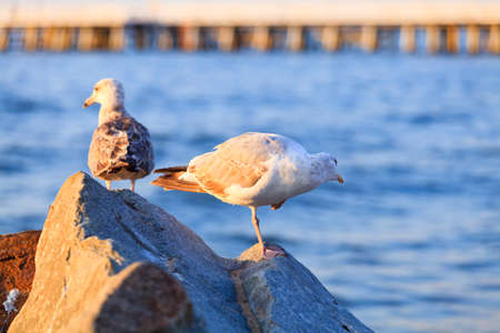 Wild sea birds resting on the rocks in the light of the morning sun