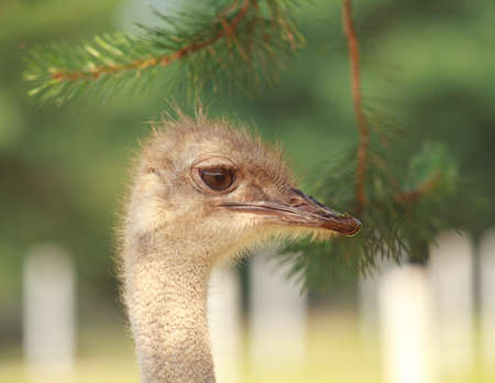 Portrait of an ostrich