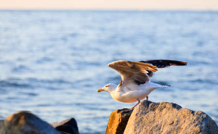 Wild sea birds resting on the rocks in the light of the morning sunの写真素材