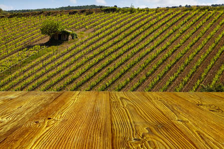 Vineyard near Montalcino, Tuscany, Italyの写真素材