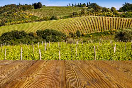Vineyard near Montalcino, Tuscany, Italyの写真素材