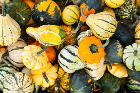 colorful pumpkinsの写真素材