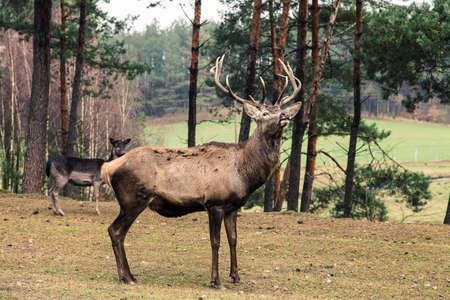 Majestic powerful adult male red deer stag on meadow. Animals in natural environment, beauty in...