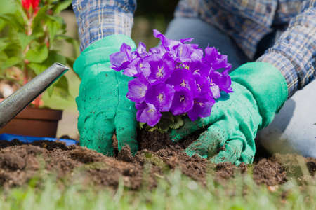 Planting flowers in the garden homeの写真素材