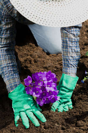 Planting flowers in the garden homeの写真素材