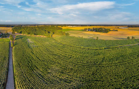 Corn field. Panorama. View from the air. Sunset. Kashubia, Poland.の写真素材