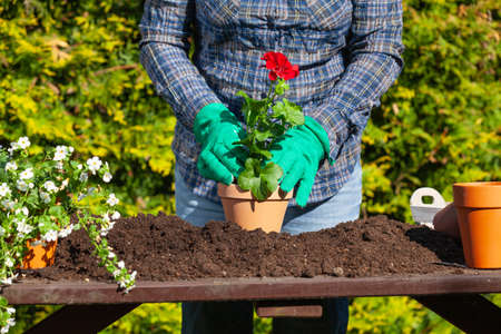 The gardener replaces flowers into pots with fresh soil.の写真素材