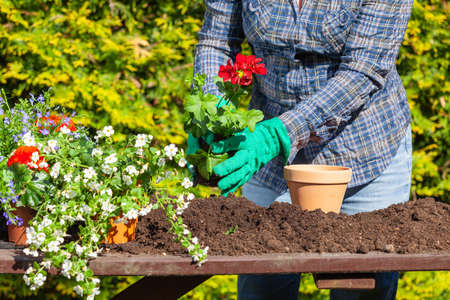 The gardener replaces flowers into pots with fresh soil.の写真素材