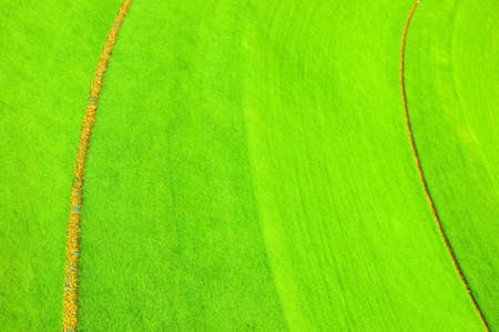 Beautiful Grass Field Textureの写真素材