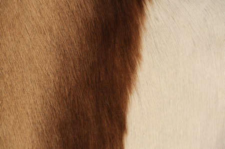 Animal Background. Close-up View of a African Goat.の写真素材