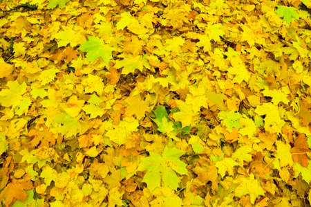 Colorful Autumn Background Of Leaves. Foliage On The Golf Field.