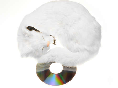 White Cat Sleeping On CD And Listening To Music.の写真素材