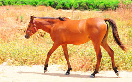 Chestnut Horse Walking Alone On Sandy Path.の写真素材