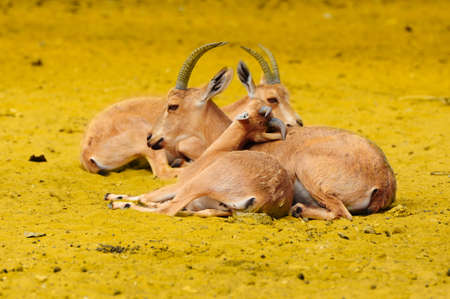 Three Thomson Gazelle, Eudorcas Thomsoni, Resting In The Wilds.の写真素材