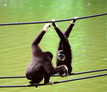 White Handed Gibbon, Hylobates Lar, Climbing On a Rope.の写真素材