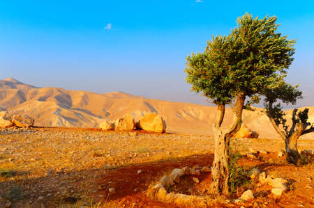 Landscape Of Judea Mountains Near Dead Sea, Sunsetの写真素材