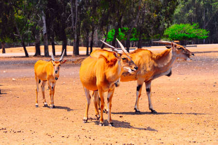 Eland, Taurotragus oryx, Is The Largest Of All Antelopes.の写真素材