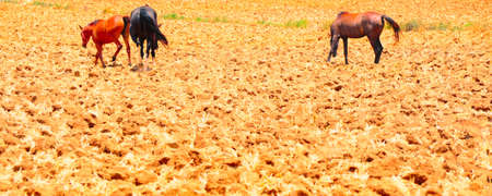 Three  Horses  Walking  On Freshly Plowed Field Ready For Cultivation.の写真素材