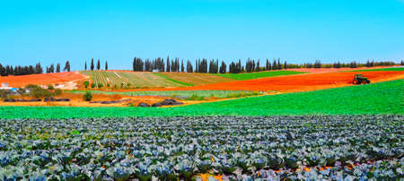 Rows Of Fresh Young Green Cabbage Plantsの写真素材