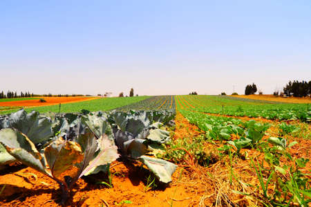 Rows Of Fresh Young Green Cabbage Plants.