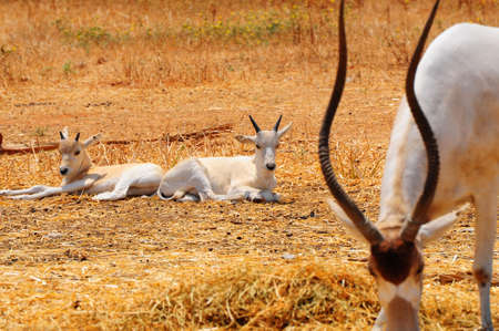 Addax Live In Herds Of About Twenty Individuals.の写真素材