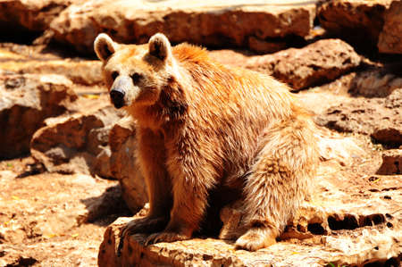 Syrian Bear Sitting On The Stone After Bathing.の写真素材