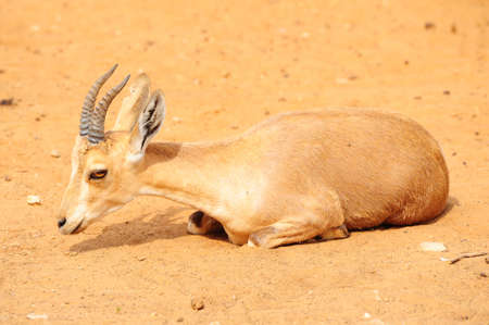 Thomson Gazelle, Eudorcas Thomsoni, Resting In The Wildsの写真素材
