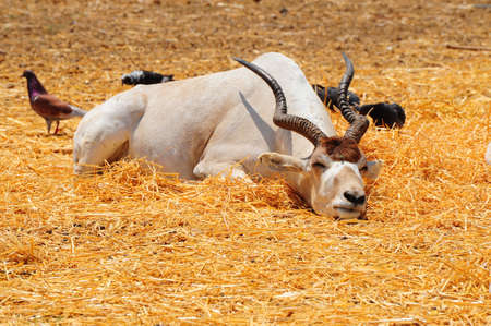 Addax Live In Herds Of About Twenty Individuals.の写真素材