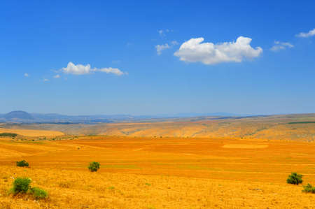 Autumn Yellow Field After Harvest In Upper Galilee, Israel.の写真素材