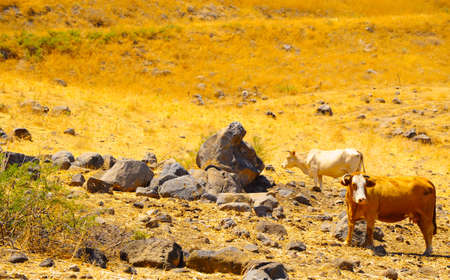 Landscape Of Galilee Mountains With Two Cows On The Pasture.の写真素材