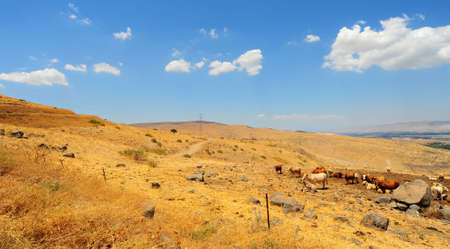 Landscape Of Galilee Mountains With Herb Of Cows On The Pasture.の写真素材