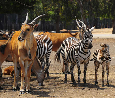 Eland, Taurotragus oryx, Is The Largest Of All Antelopes.