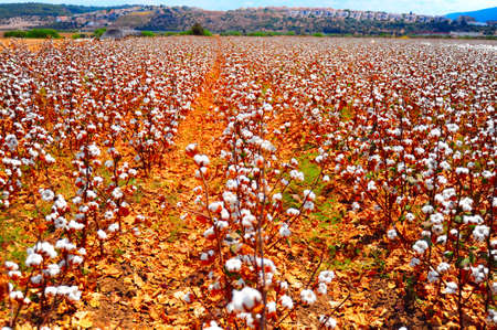 Ripe Cotton Bolls On Branch Ready For Harvestsの写真素材