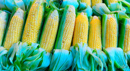 Background Of Many Fresh Corns For Sale at a Market
