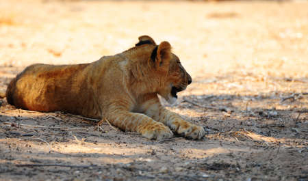 Lions Rest Most of the Time and Only Hunt Once Every Few Daysの写真素材