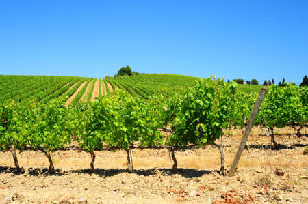 Hill Of Tuscany With Vineyard In The Chianti Regionの写真素材
