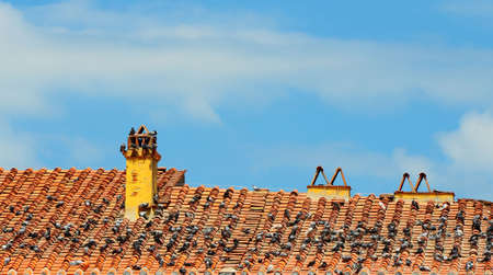 Pigeons Sitting On The Tiled Roof In Pisaの写真素材