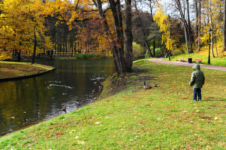 Boy Watching Wild Ducks In Autumn Parkの写真素材