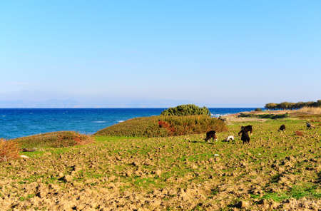 Herds of Goats Grazing On the Seashore of the Island of Rhodesの写真素材