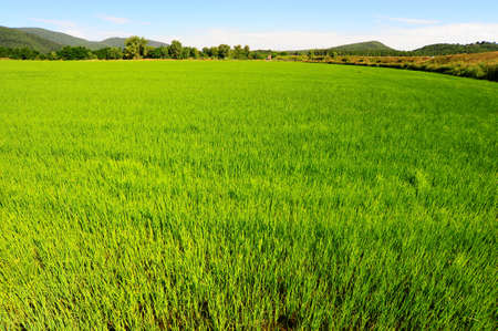 Green Paddy Field In The Hills Of Toscanaの写真素材