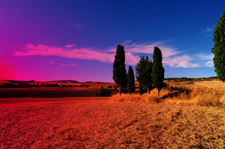 Tuscany Landscape With Many Ornamental Cypress In The Eveningの写真素材