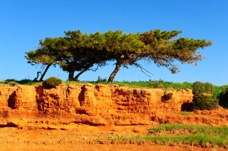 Three Cedar Over a Cliff on the Greek Island of Rhodesの写真素材