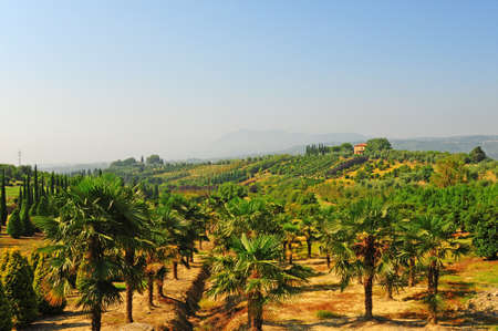 Cypress Trees and Palms in the Nursery Garden in Tuscany, Italyの写真素材