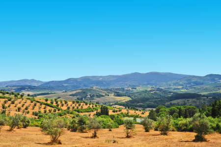 Hill of Tuscany with Vineyard and Olive Plantation in the Chianti Region