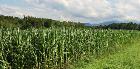 Plantation of Fodder Corn in Southern Bavaria, Germanyの写真素材