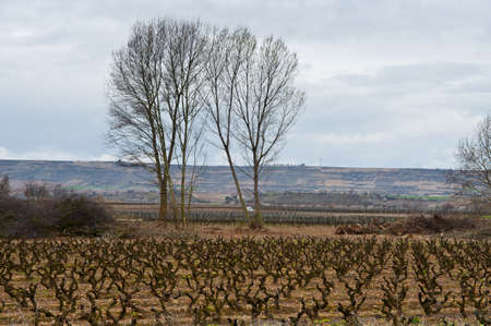 Rows of Vines on The Field in Spain in Early Springの写真素材