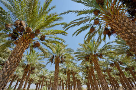 Plantation of Date Palms in the Jordan Valley, Israelの写真素材